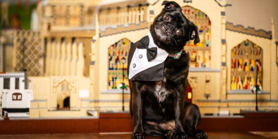 Dogs at The Cathedral Calendar 560x280