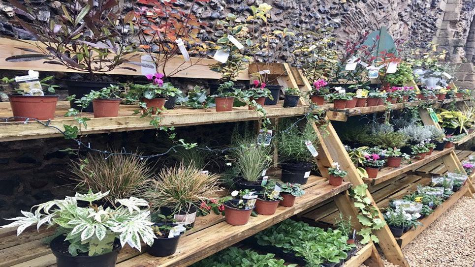 Abbey Gardens Shop Plants BLOG