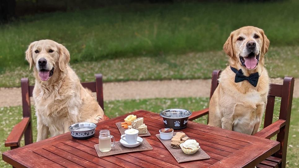 Afternoon Tea for Dogs at The Ickworth The Ickworth 965x540