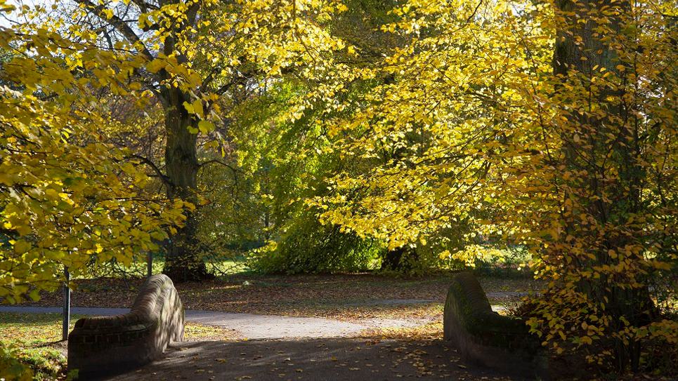 Autumn Nowton Park credit Phil Morley 965x540