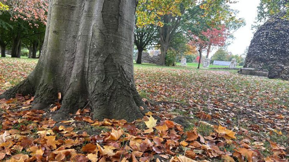 Autumn leaves Abbey Gardens 965x540