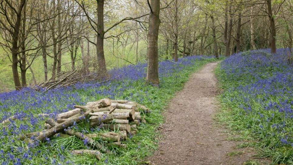 Bluebells Bradfield Woods 965x540