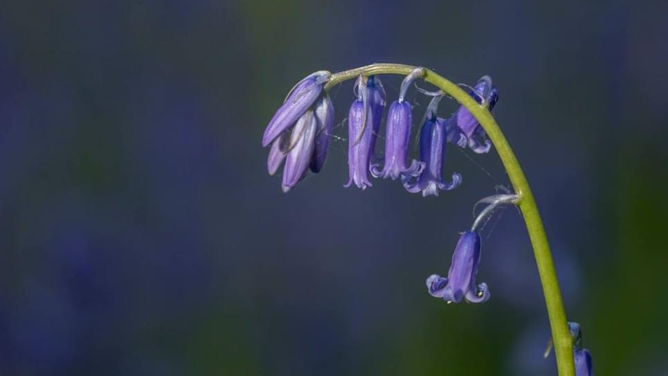 Bluebells Bradfield Woods close up 965x540