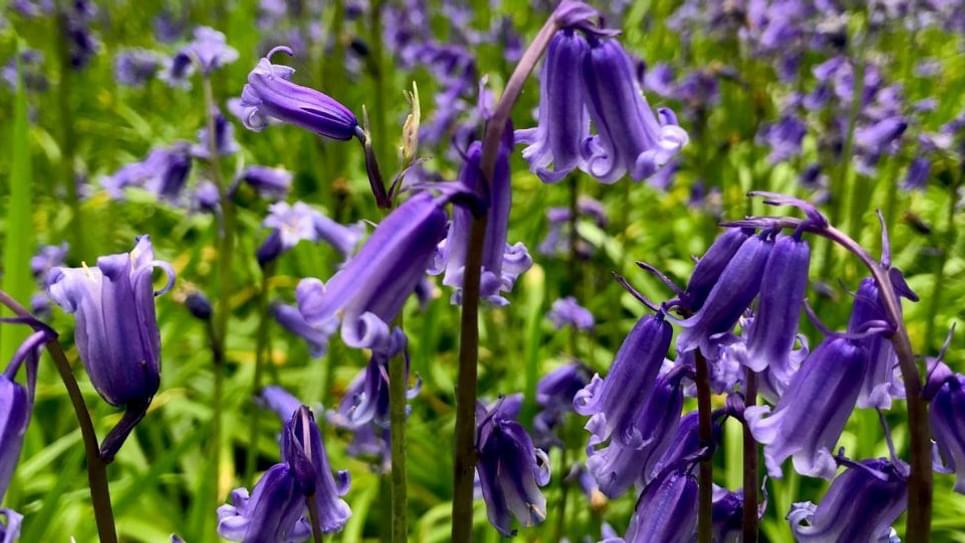 Bluebells Haughley Park close up 965x540