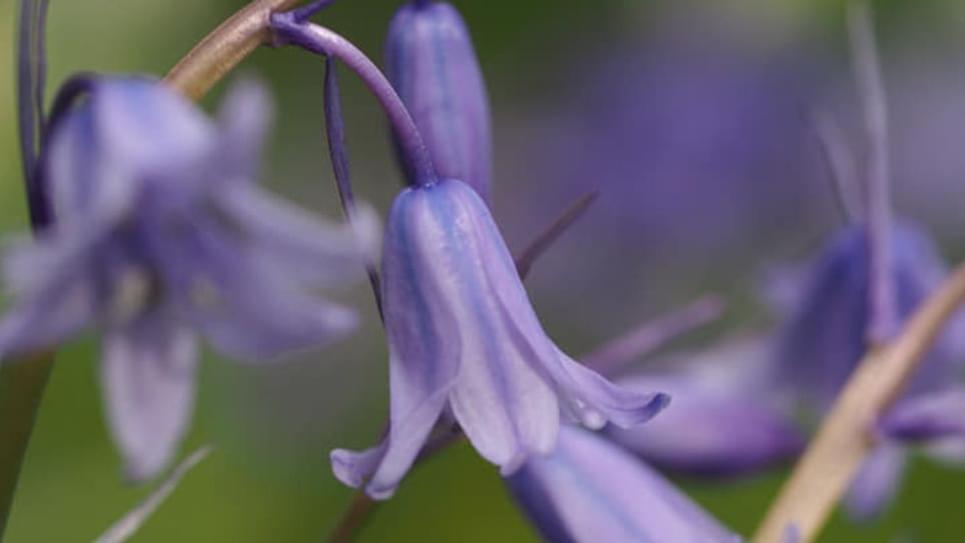 Bluebells National Trust Ickworth close up 965x540