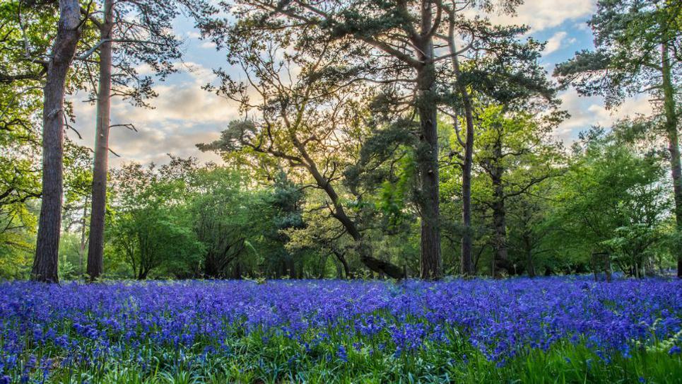 Bluebells at Haughley Park 965x540