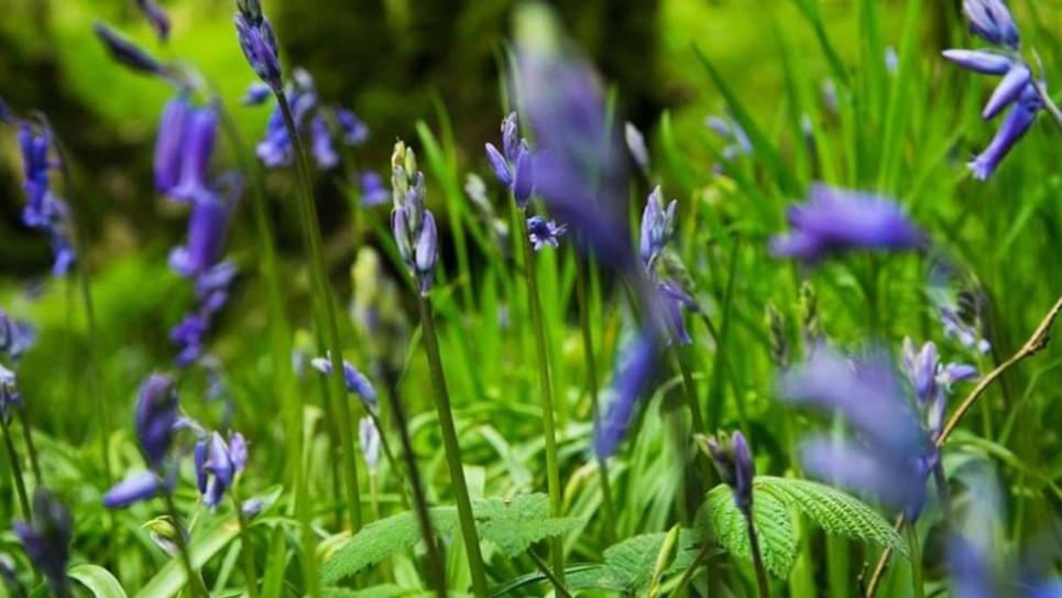Bluebells at Priestley Wood Woodland Trust 965x540