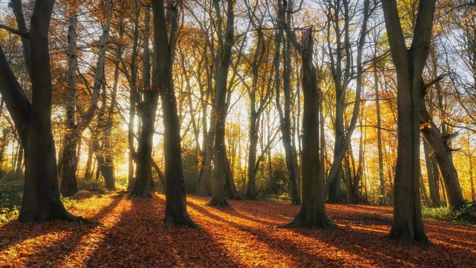 Bradfield Woods autumn Suffolk Wildlife Trust 965x540