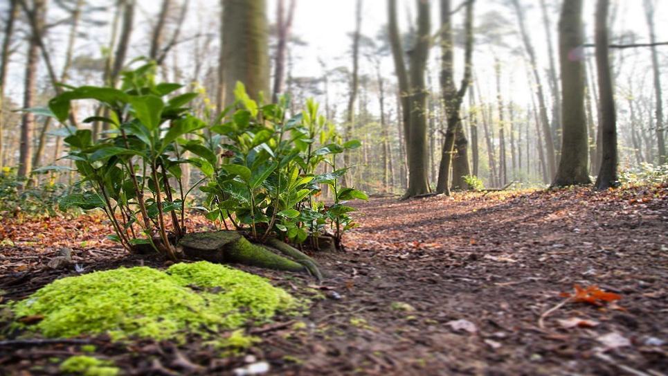 Brandon Country Park West Suffolk Council 965x540