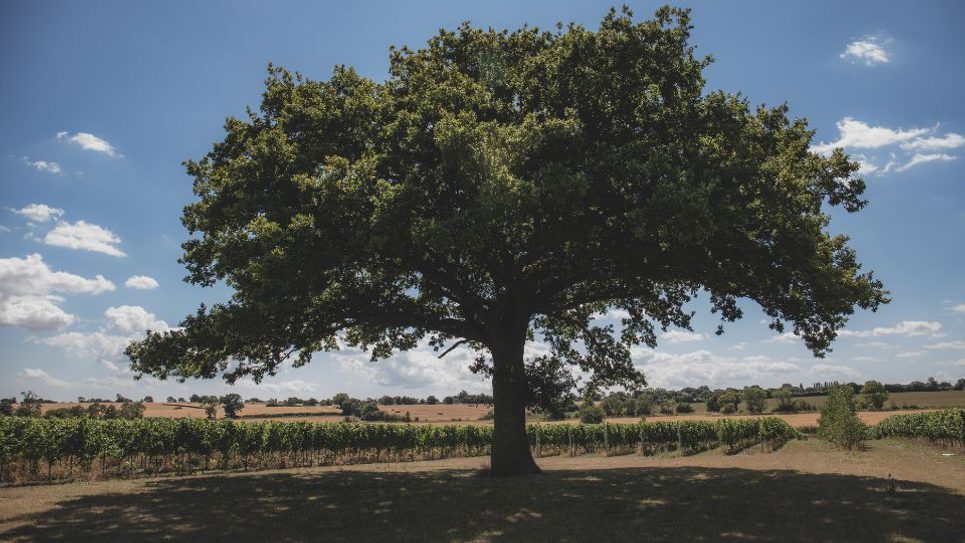 Burnt House Vineyard 965x540 1