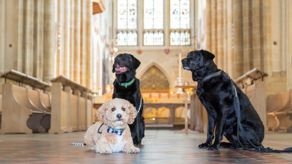 Cathedral Dog Friendly 965x540