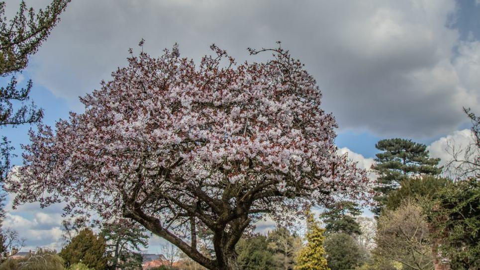 Cherry Blossom Abbey Gardens 965x540