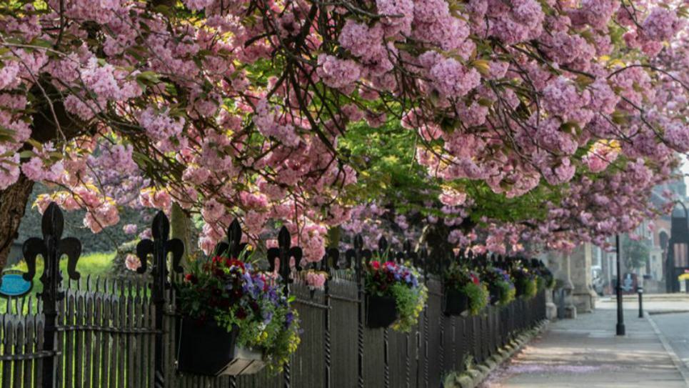 Cherry Blossom Crown Street 965x540