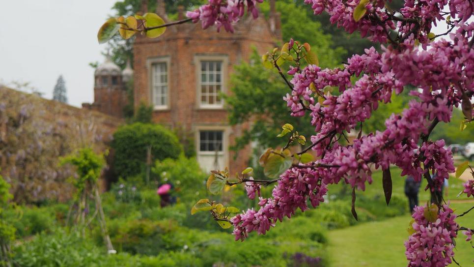 Cherry Blossom at Melford Hall National Trust Images Ray Dale