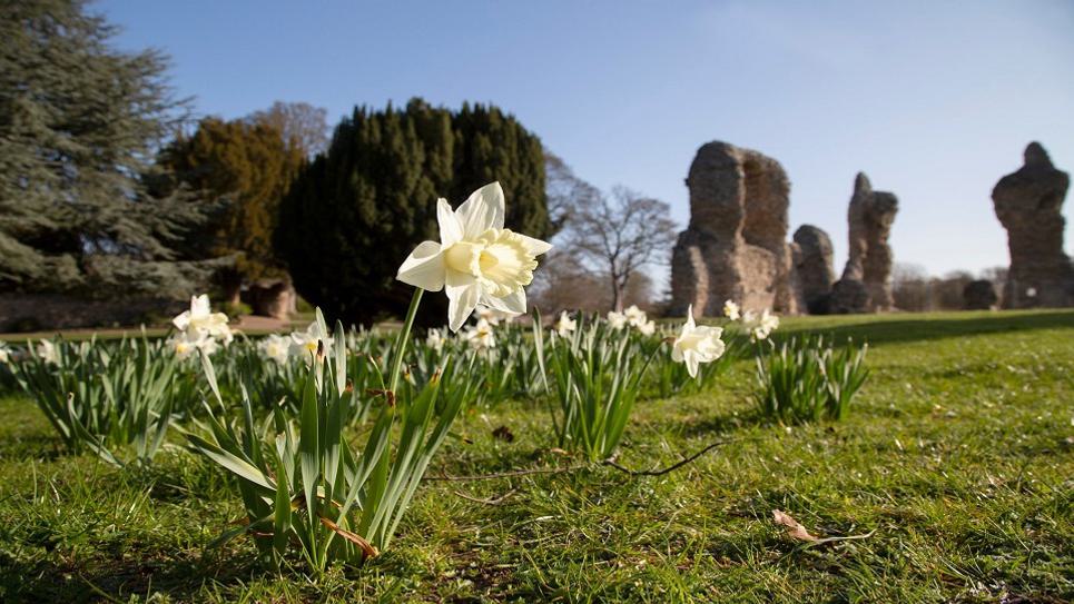 Daffodils Abbey ruins West Suffolk Council 965x540