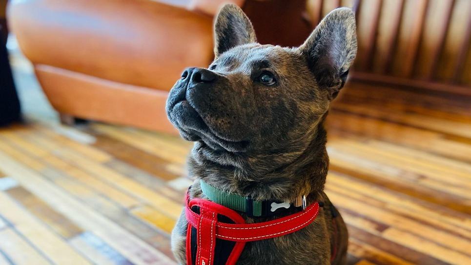 Dog Friendly Edmundo Lounge Winston 965x540