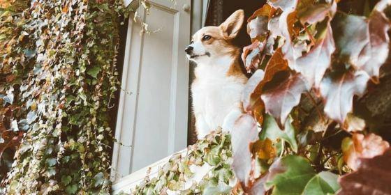 Dog Friendly Places to Stay 560x280 1