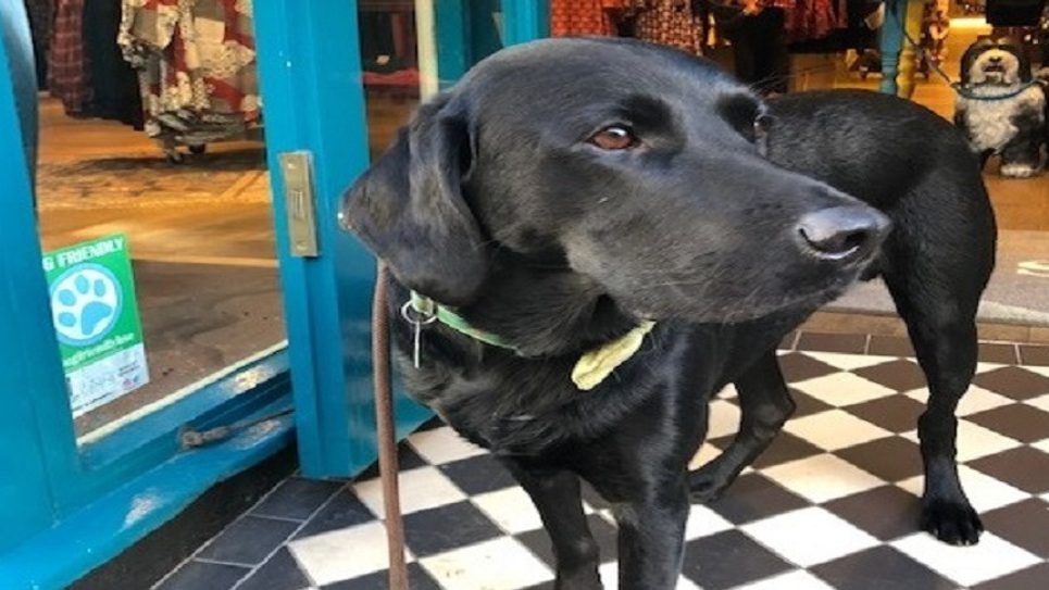Dog Friendly Scheme Loki BLOG