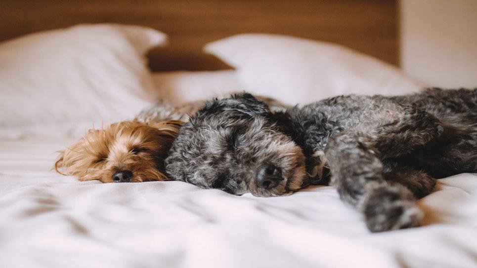 Dog Friendly The Swan at Lavenham BLOG