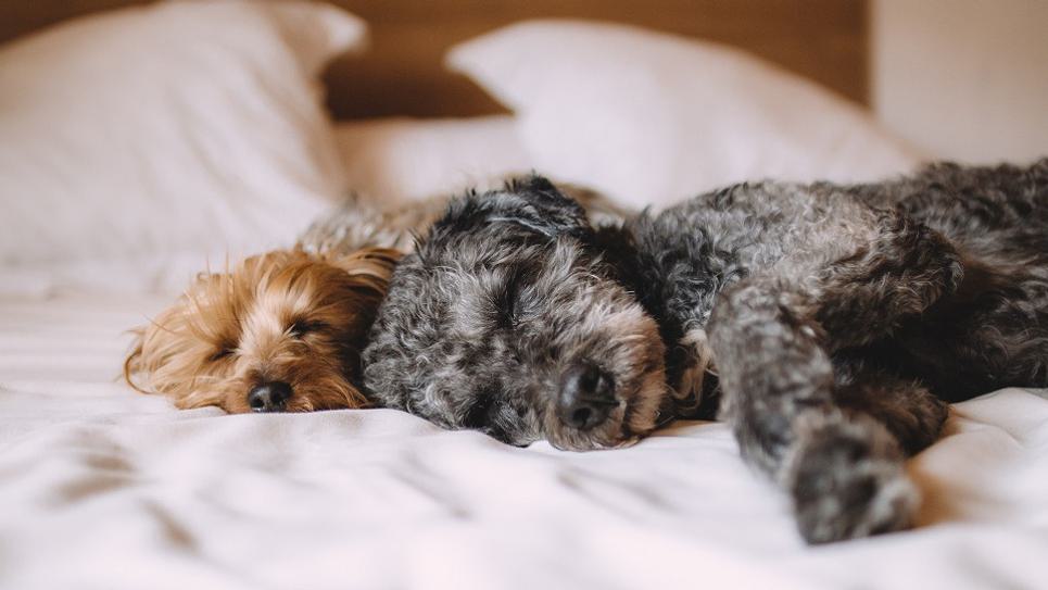 Dog Friendly The Swan at Lavenham Hotel Spa 965x540