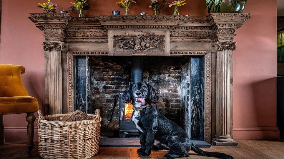 Dog Friendly Weeping Willow 2 965x540