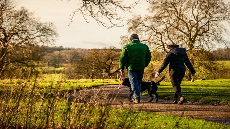 Dog Walking at National Trust Ickworth National Trust Ickworth BLOG