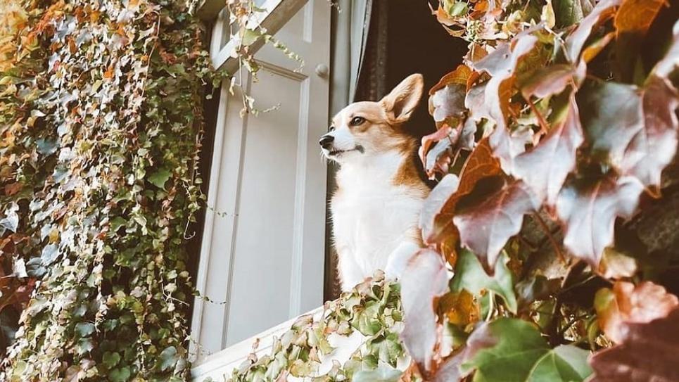 Dog at the Angel 965x540