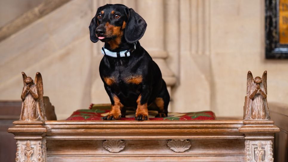 Dogs Cathedral Calendar 2026 965x540 1