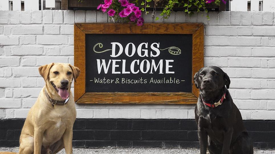 Dogs Welcome Sign The Fox Inn The Fox Inn 965x540