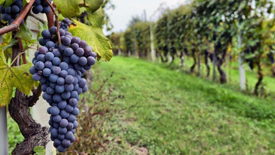 Giffords Hall Vineyard Grapes 965 x 540 px