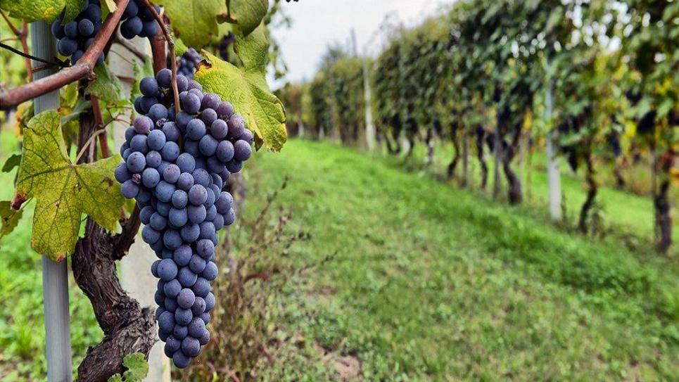 Giffords Hall vineyard grapes 965x540