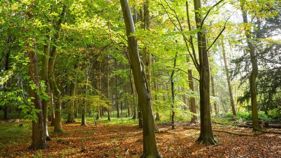 Ickworth Ancient Woodland 965x540
