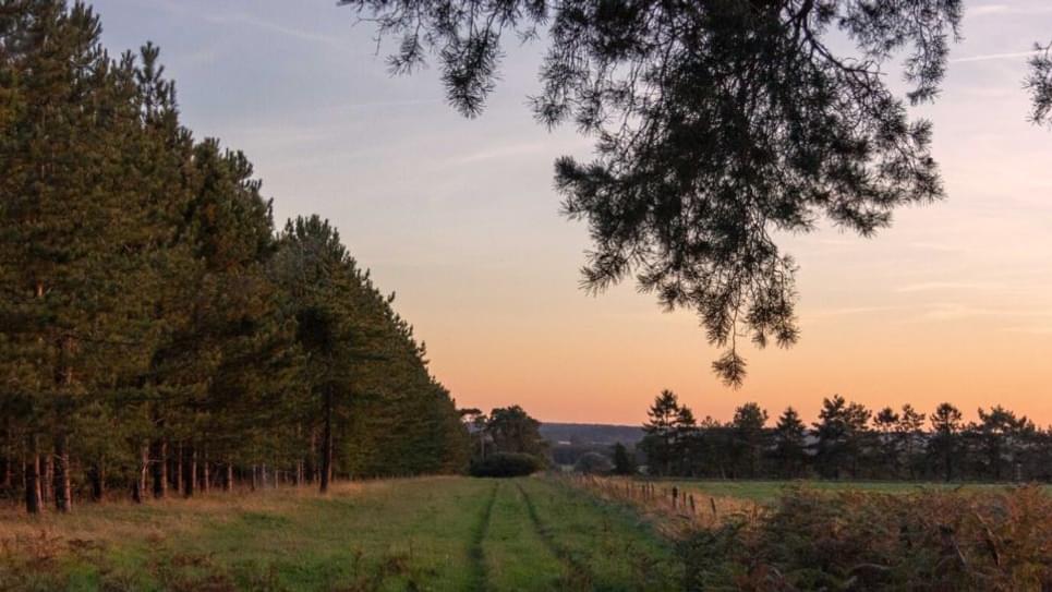 Kings Forest Forestry Commission