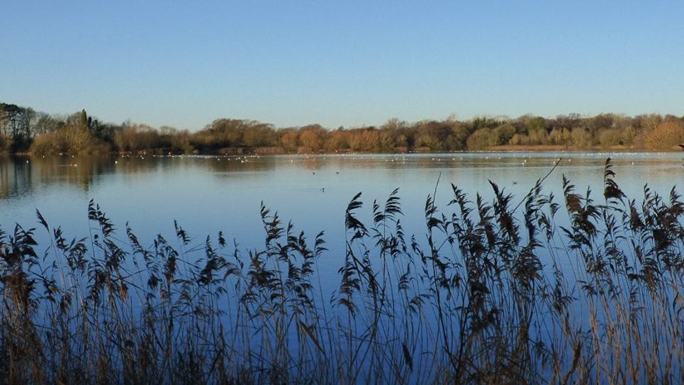 Lackford Lakes BLOG