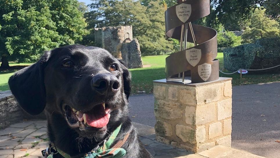 Loki in the Abbey Gardens credit Jon Kay 965x540