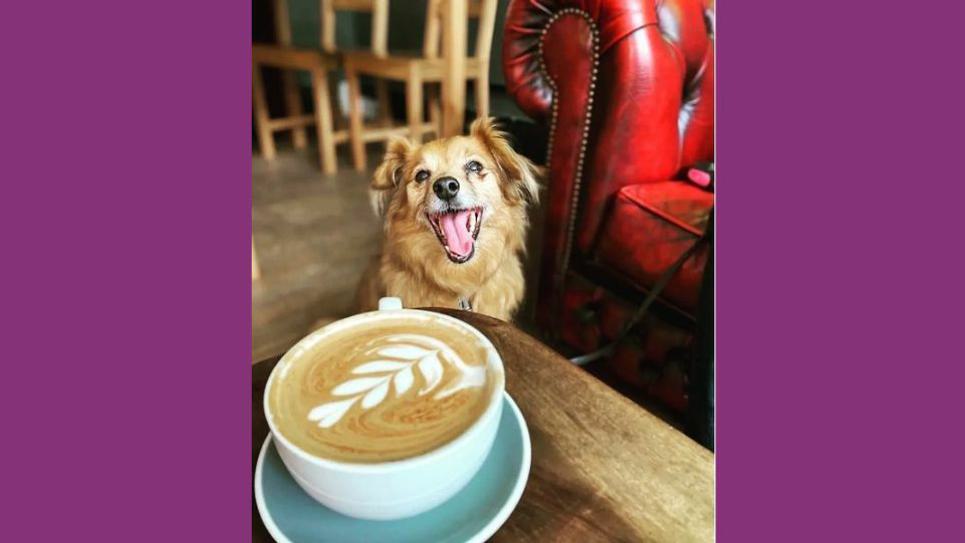 Midgar Coffee Dog Friendly 965x540