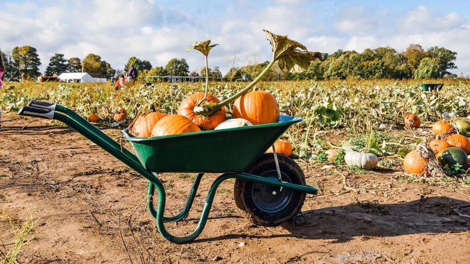 Mrs Gs Pumpkin Patch 965x540