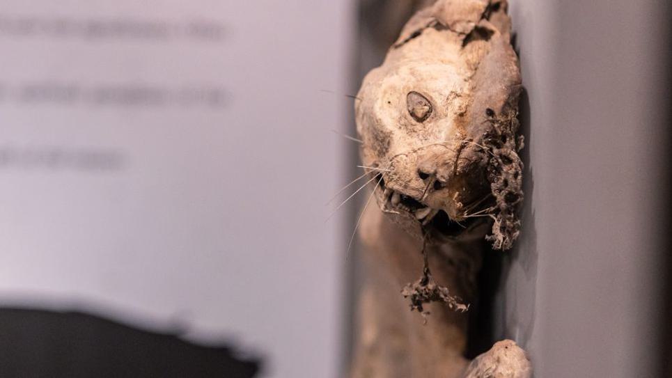 Mummified Cat Moyses Hall Museum 965x540