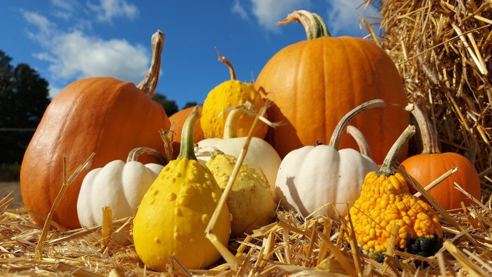 Pumpkin Picking Rougham 965x540