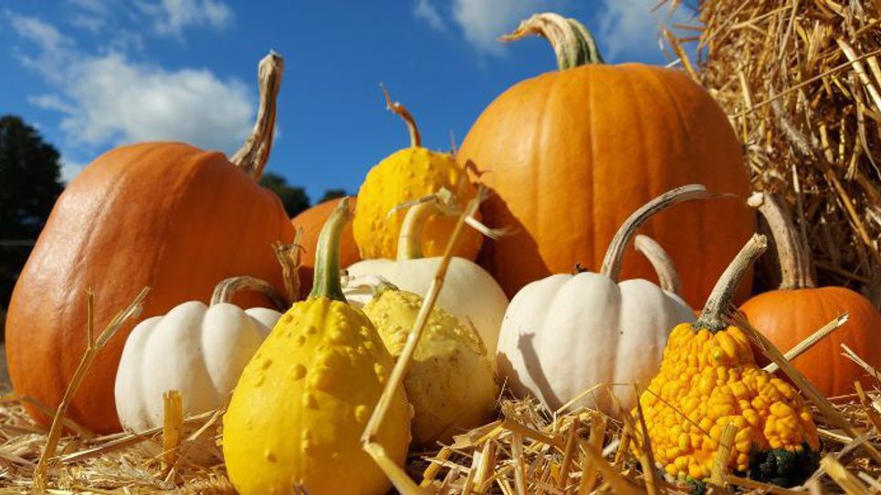 Pumpkins 965x540