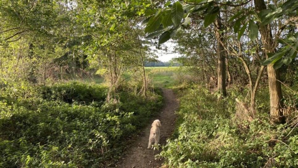 Rougham Walks 965x540