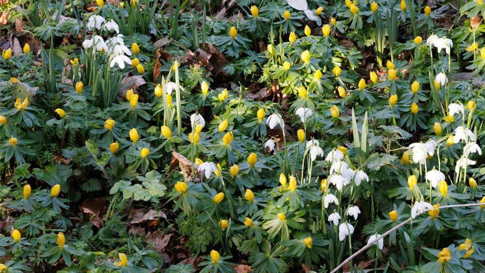 Snowdrops and yellow aconites at Kentwell Hall 965x540
