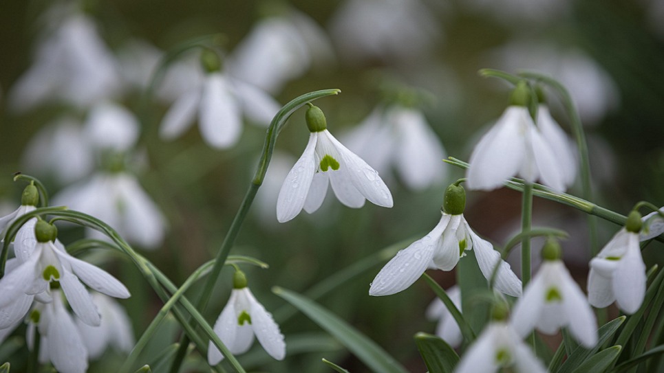Snowdrops at Fullers Mill Garden 965x540
