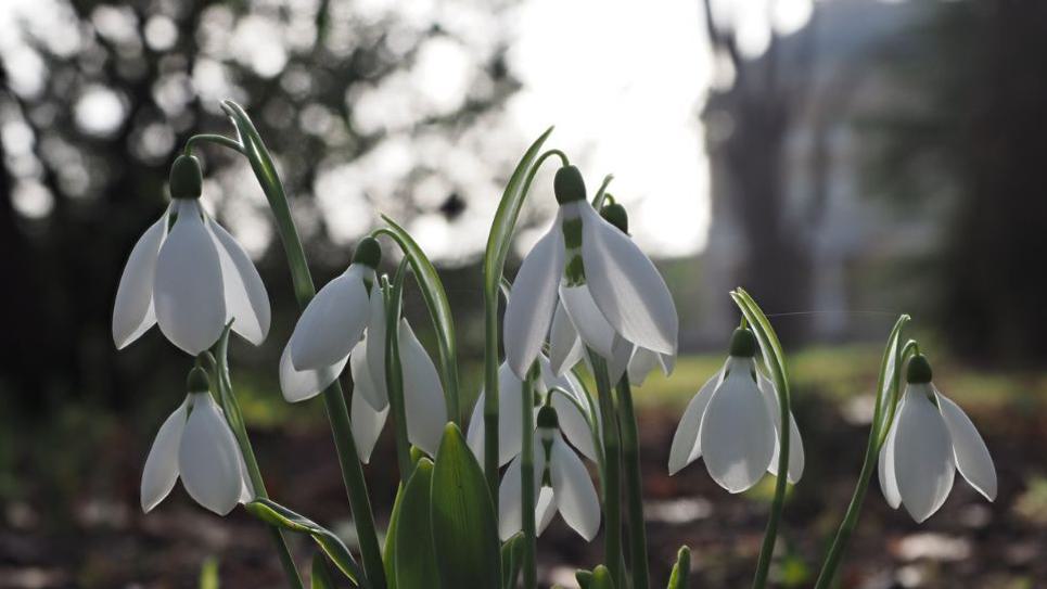Snowdrops at Ickworth 965x540