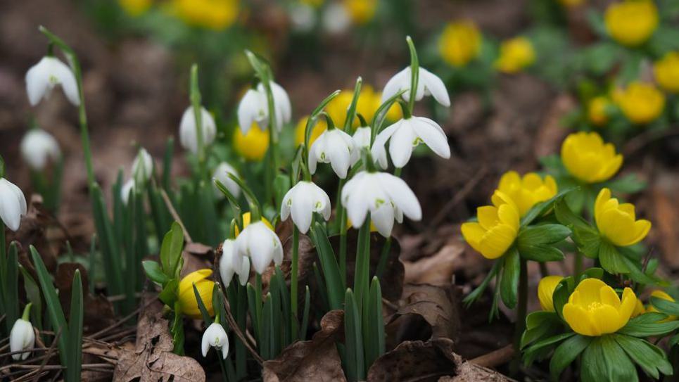 Snowdrops at Nowton Park 750x390