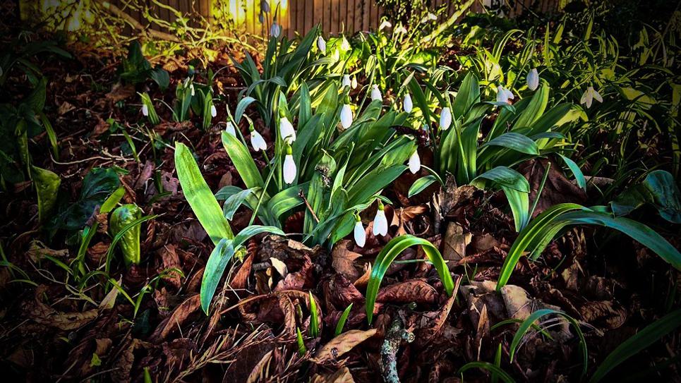 Snowdrops riverbank Abbey Gardens Mike Kirkham 965x540