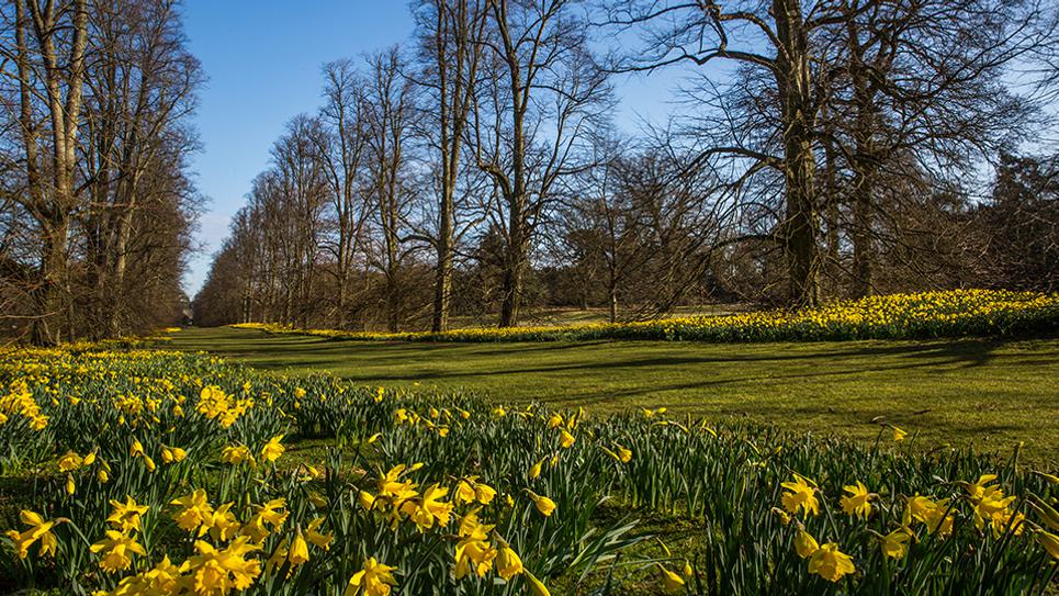 Spring at Nowton Park 965 x 540