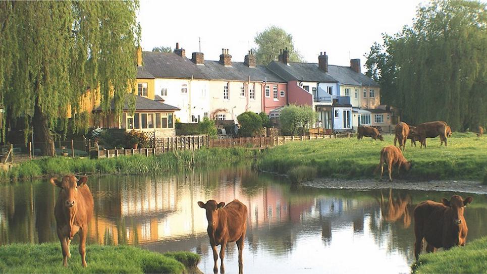 Sudbury cows credit Robin Drury courtesy of Sudbury Town Council 965x540