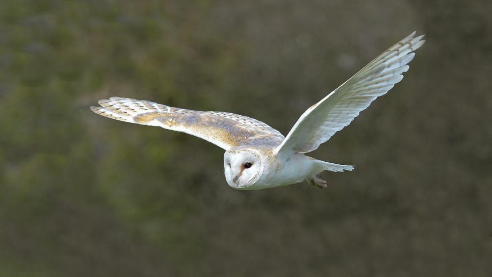 Suffolk Owl Sanctuary 965x540