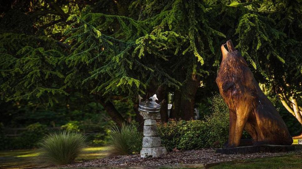 The Wolf credit Tom Soper Blog